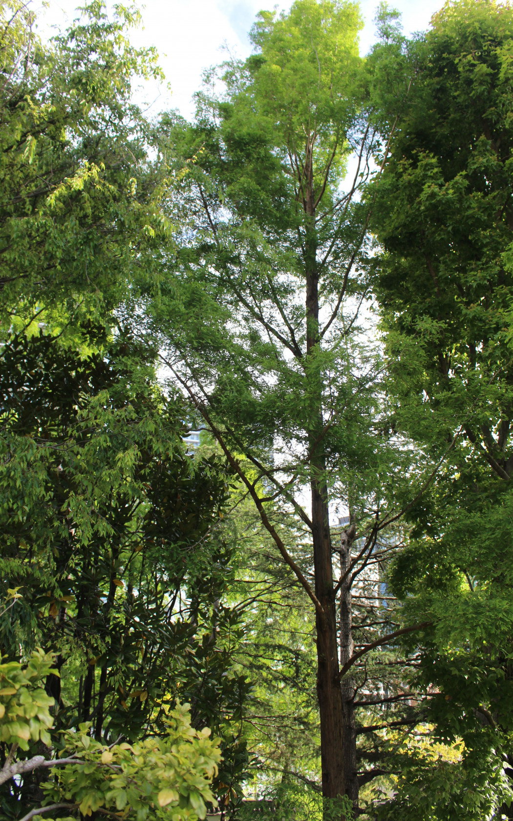 Wollemi nobilis (W.G. Jones, K.D. Hill & J.M.Allen, 1995)